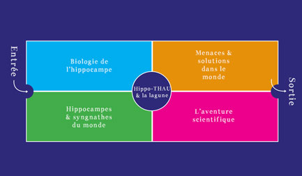 exposition hippocampe 5 secteurs image